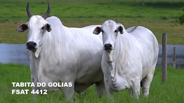 Lote 31