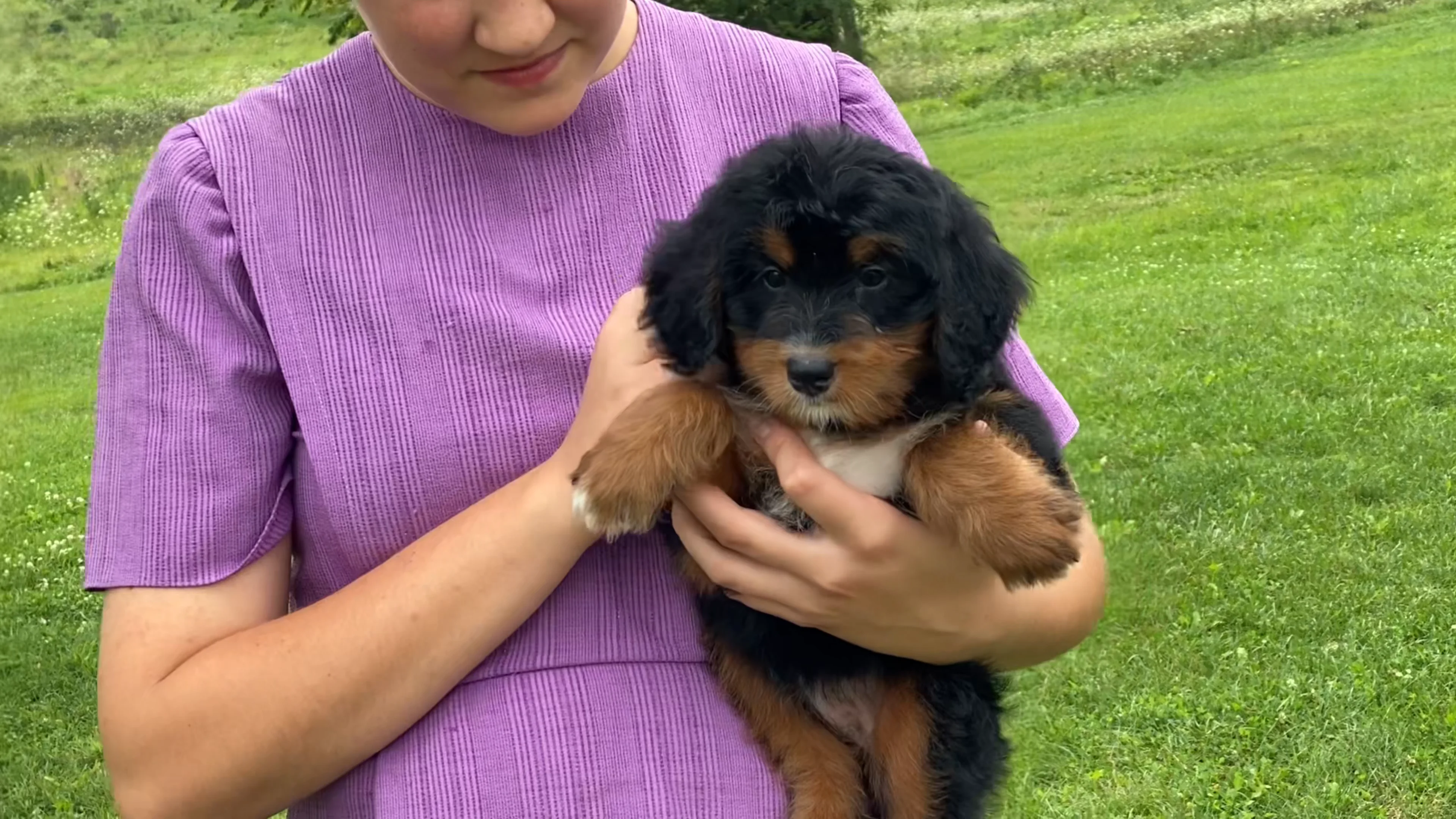 Ms. Nancy The Mini-Bernedoodle | The Bernedoodles
