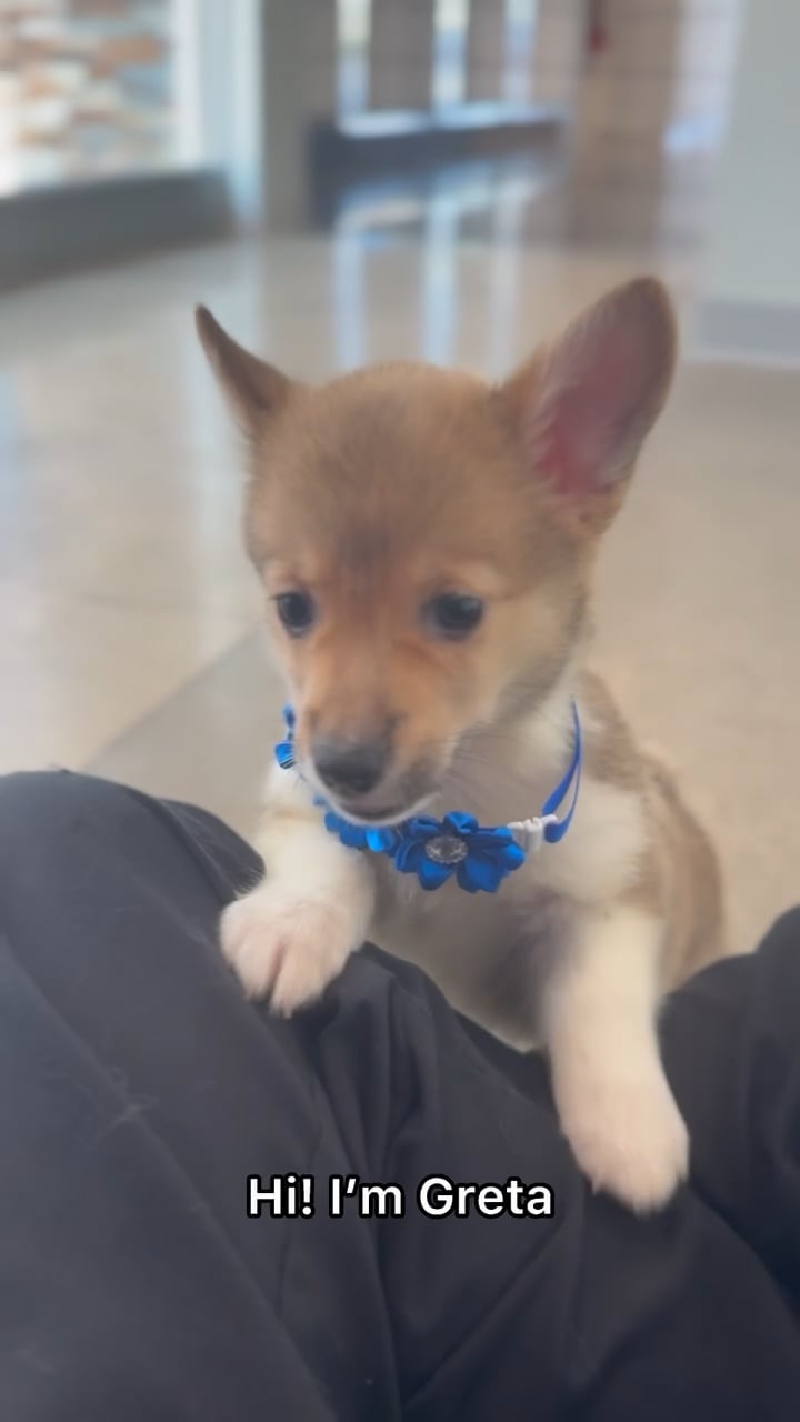 Female Pembroke Welsh Corgi puppy named Greta for sale at The Puppy Palace CT. video thumbnail