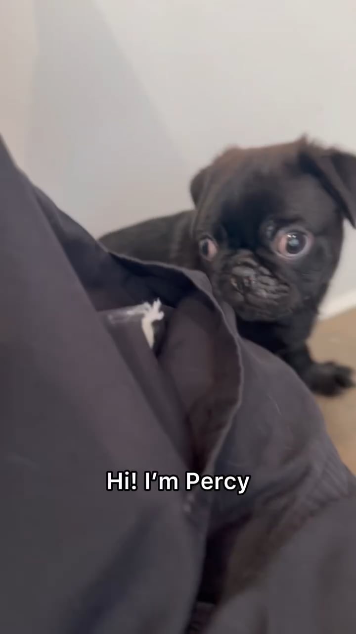 Male Pug puppy named Percy for sale at The Puppy Palace CT. video thumbnail