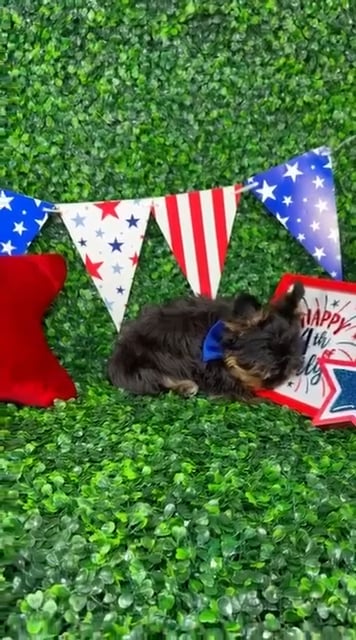 Male Yorkie puppy named Pickles for sale at Puppy Dreams - North Richland Hills. video thumbnail
