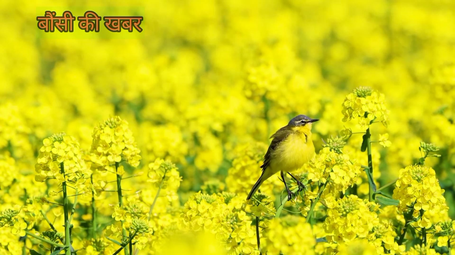 बौंसी (बांका) में 80 वें स्वतंत्रता दिवस का फहराया गया झंडा