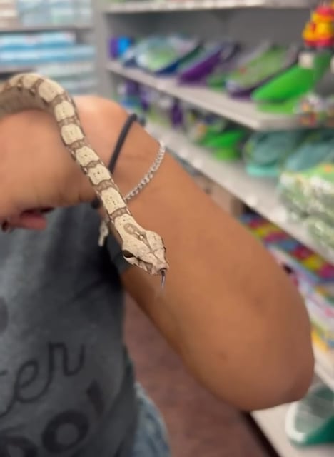 Female Colombian Red Tail Boa reptile for sale at New Haven. video thumbnail
