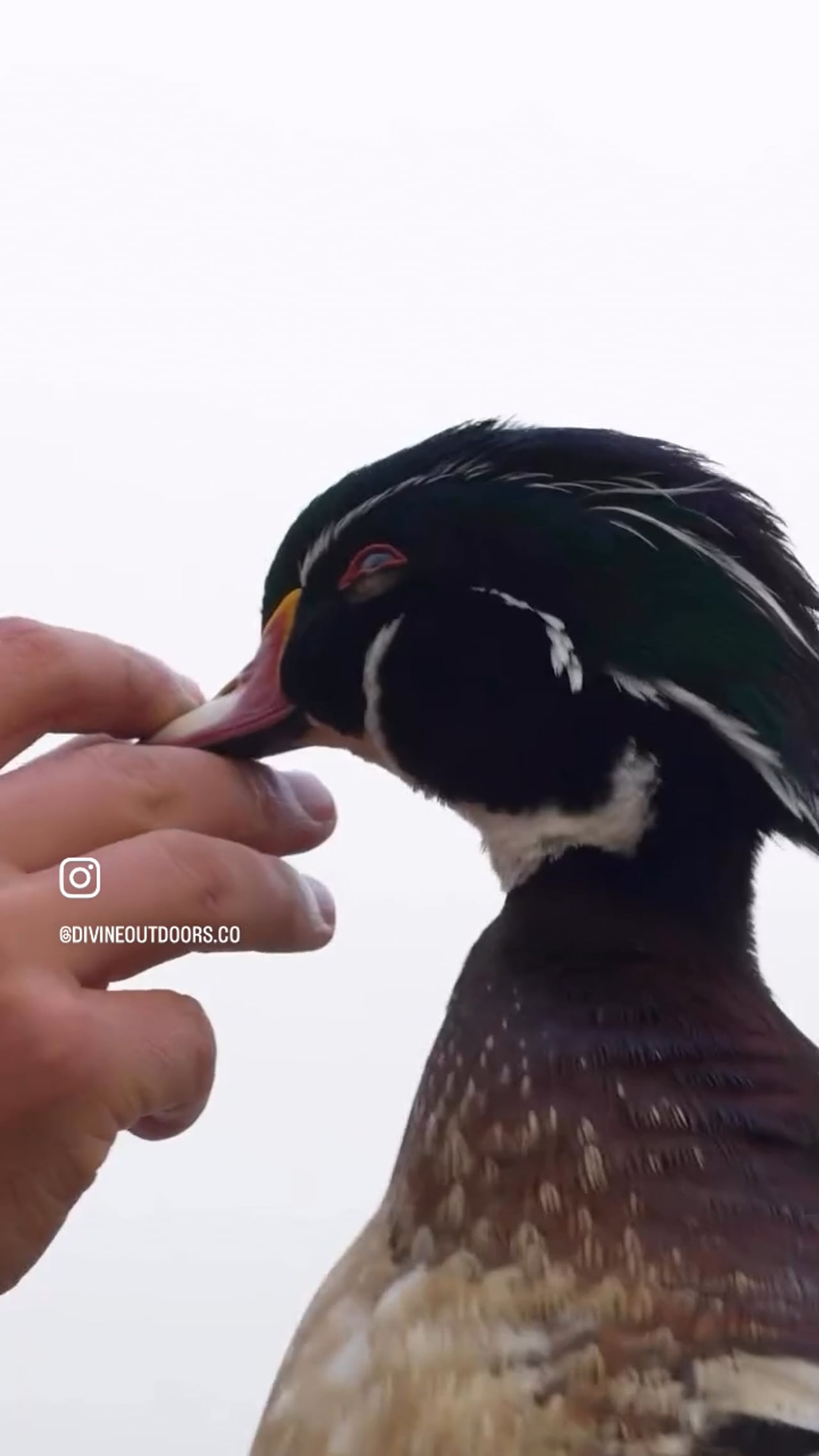 Epic Wood Duck Hunt video thumbnail