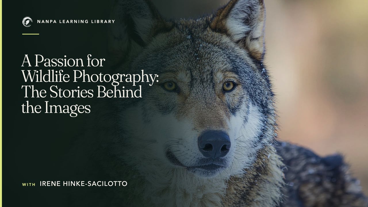 A Passion for Wildlife Photography: The Stories Behind the Images