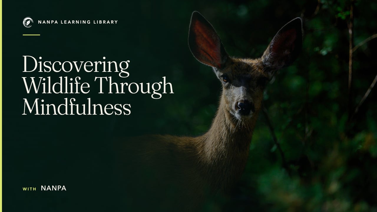 Discovering Wildlife Through Mindfulness