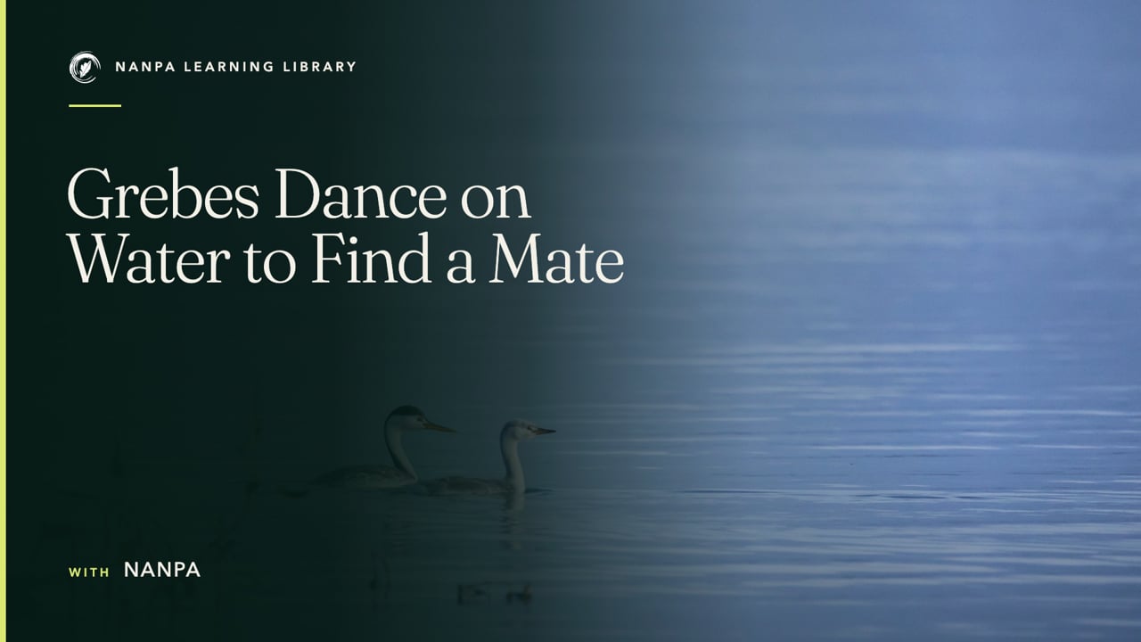 Grebes Dance on Water to Find a Mate