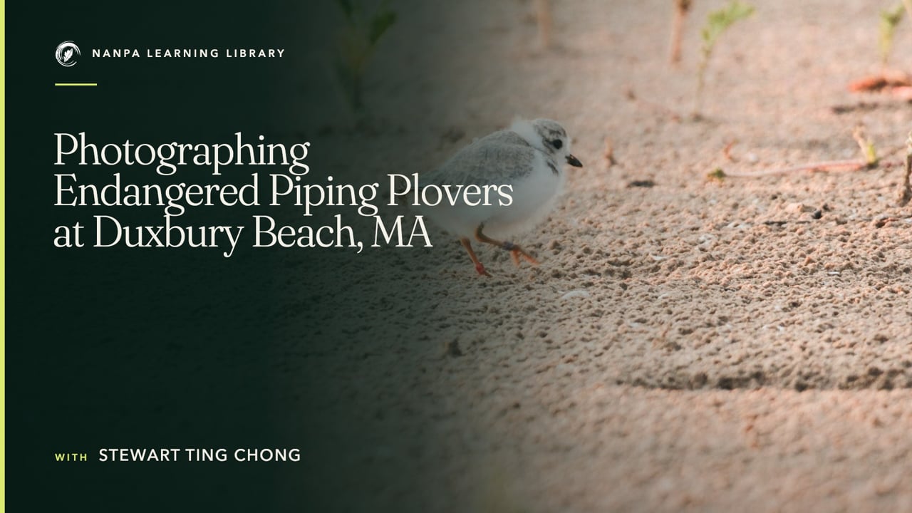 Photographing Endangered Piping Plovers at Duxbury Beach, MA