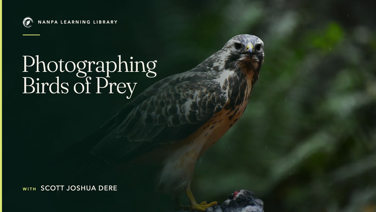 Photographing Birds of Prey