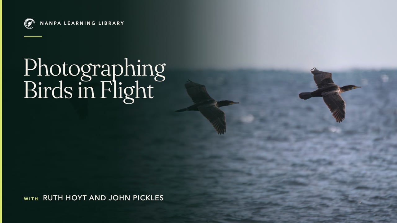 Photographing Birds in Flight