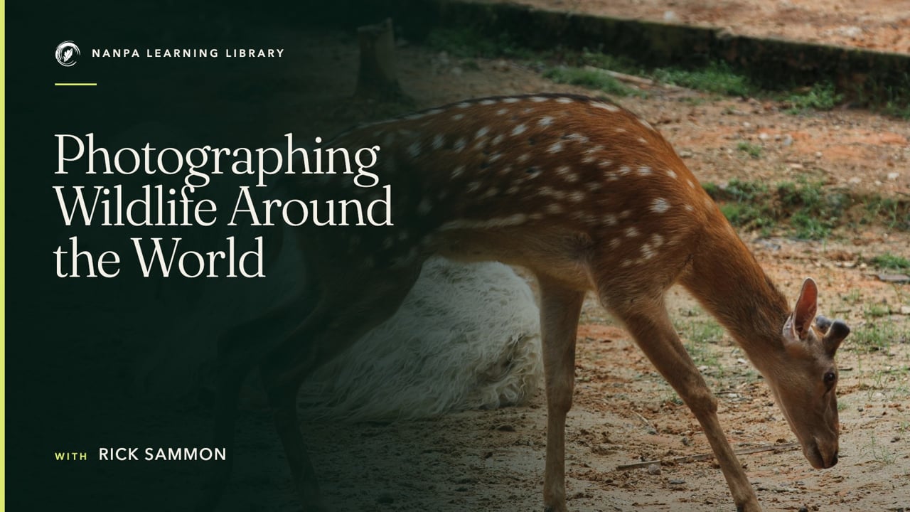Photographing Wildlife Around the World