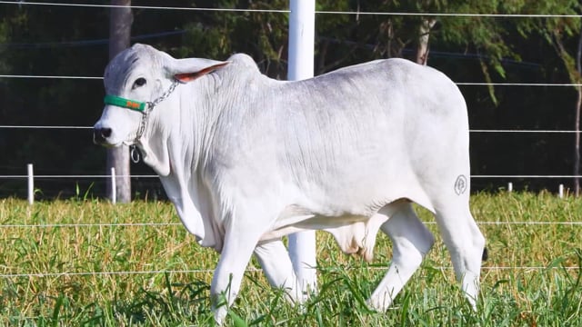 Lote 19