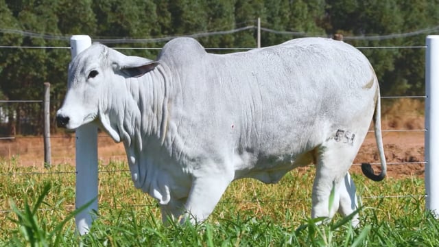 Lote 27