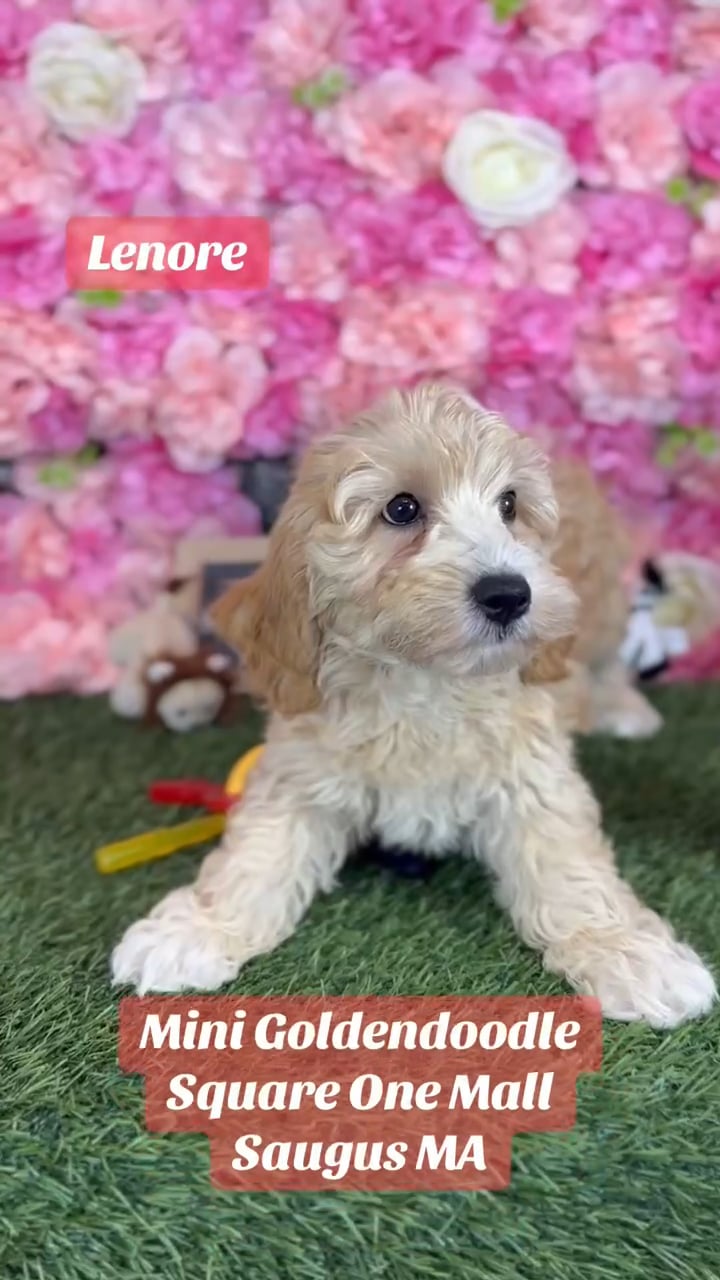 Female Mini Goldendoodle 2Nd Gen puppy named Lenore for sale at Pet Express Saugus. video thumbnail