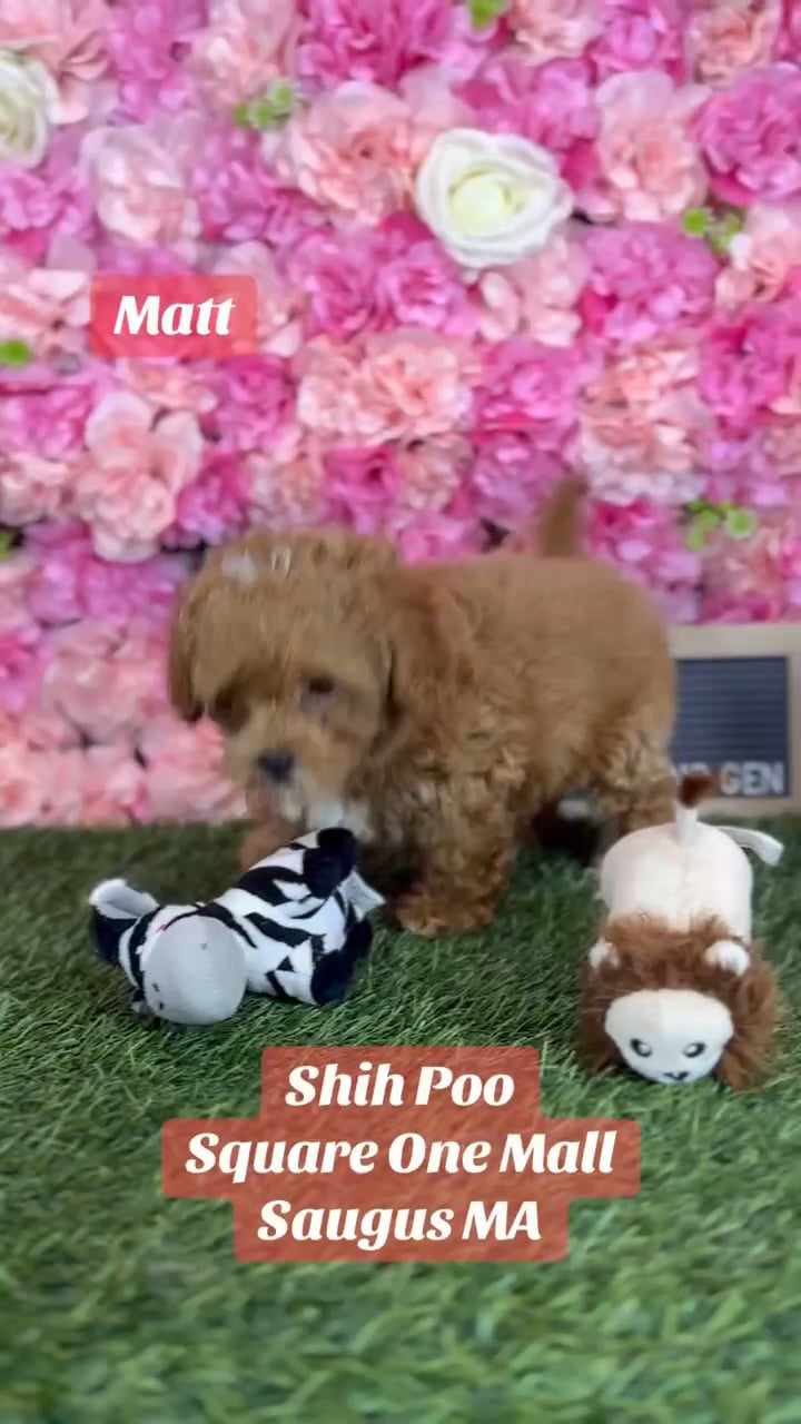 Male Shih-Poo 2Nd Gen puppy named Matt for sale at Pet Express Saugus. video thumbnail