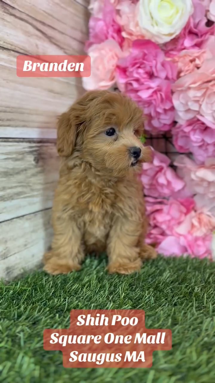 Male Shih-Poo 2Nd Gen puppy named Branden for sale at Pet Express Saugus. video thumbnail