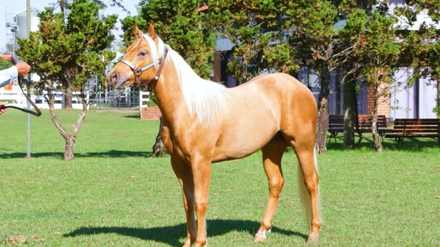 Lote 35