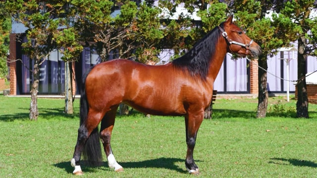 Lote 34