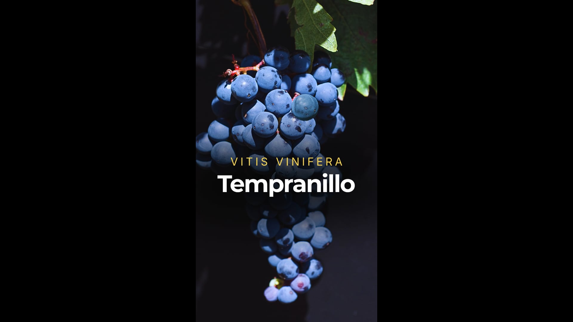 Tempranillo