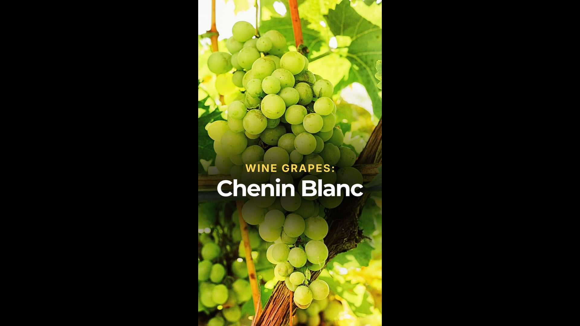 Chenin Blanc