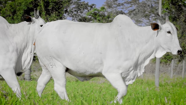 Lote 49