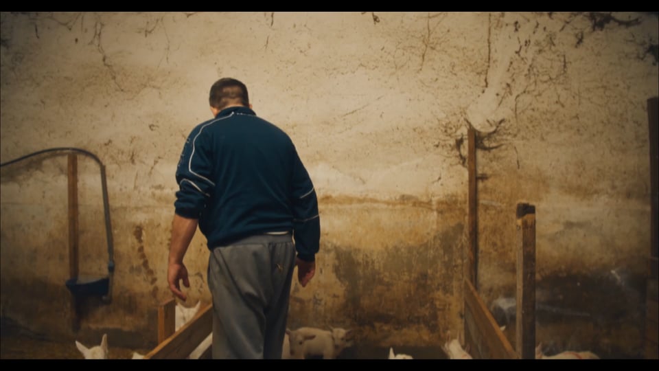 The Goats of Monesiglio