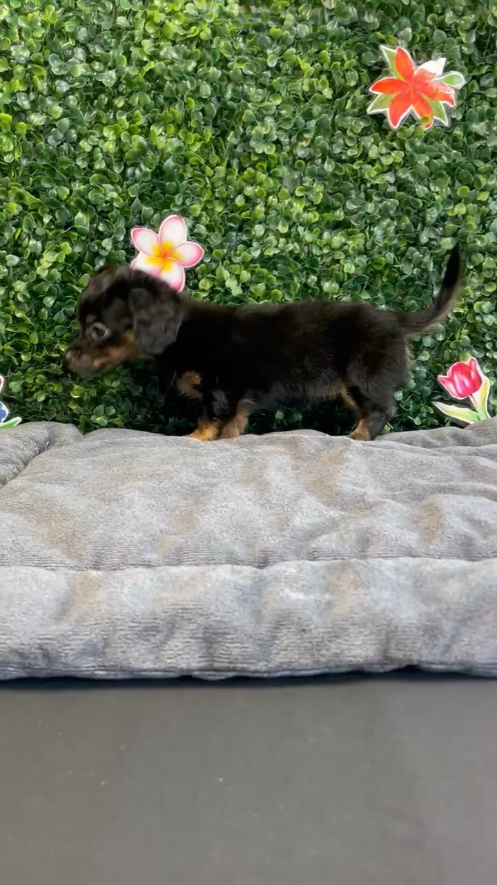 Female Chiweenie puppy named Chai for sale at Puppy Dreams - West Little Rock. video thumbnail