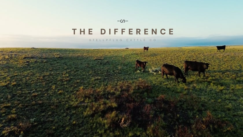 vimeo-video-thumbnail