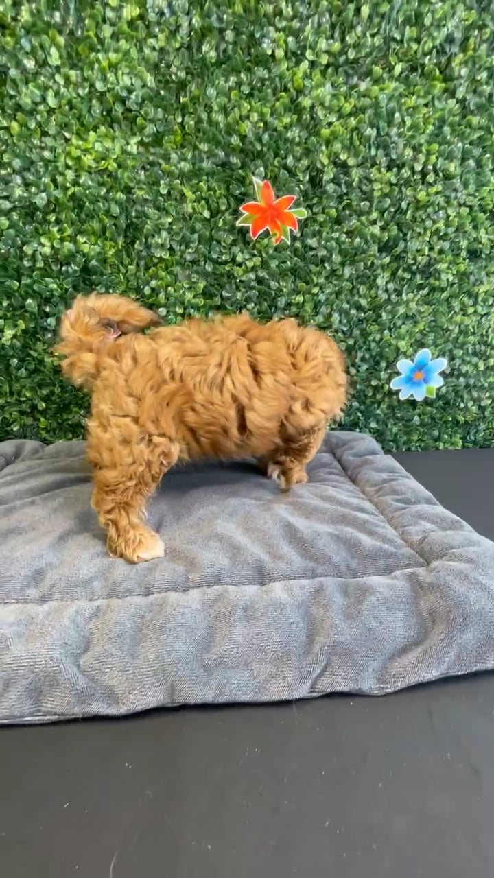 Female Shipoo puppy named Ginger for sale at Puppy Dreams - West Little Rock. video thumbnail