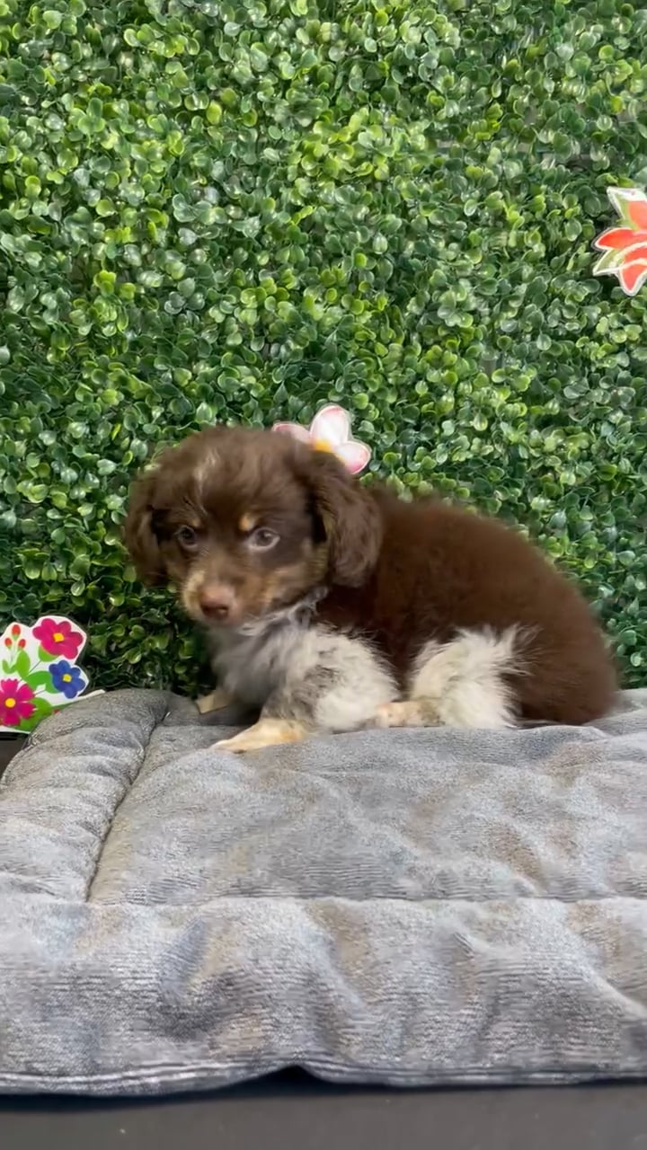Male Pomeranian/Dachshund puppy named Boone for sale at Puppy Dreams - West Little Rock. video thumbnail