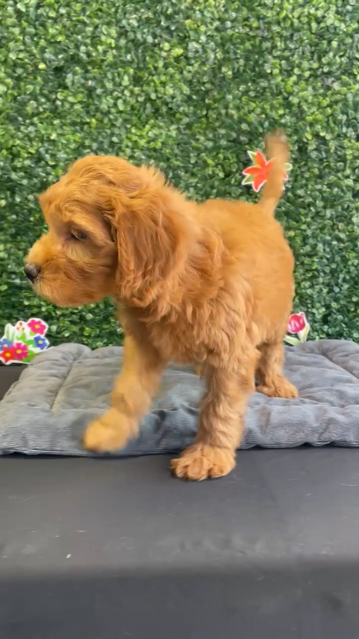 Female Mini Goldendoodle puppy named Hazel for sale at Puppy Dreams - West Little Rock. video thumbnail