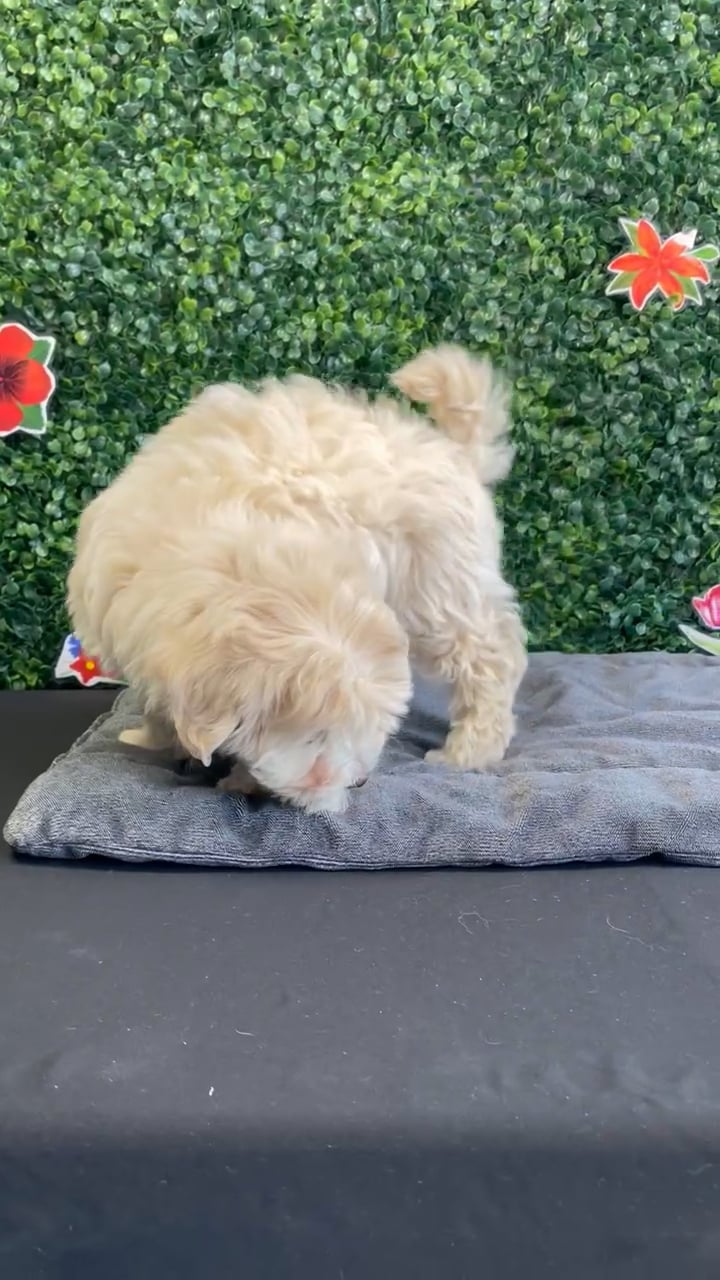 Female Maltipoo puppy named Saffron for sale at Puppy Dreams - West Little Rock. video thumbnail