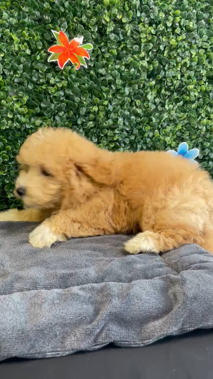 Male Bichon-Poodle puppy named Rusty for sale at Puppy Dreams - West Little Rock. video thumbnail