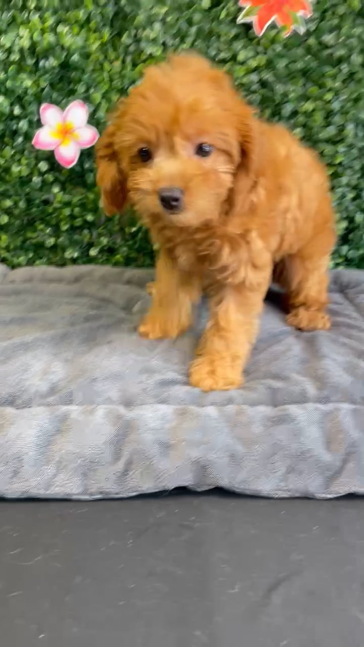 Female Cavapoo puppy named Honey for sale at Puppy Dreams - West Little Rock. video thumbnail