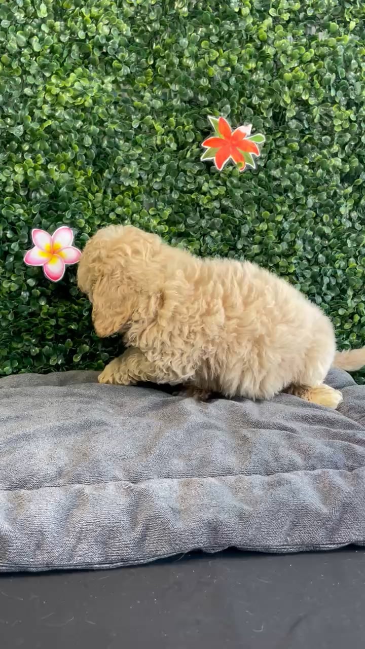 Male Bichon-Poodle puppy named Oakley for sale at Puppy Dreams - West Little Rock. video thumbnail