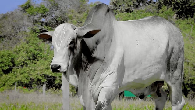Lote 29