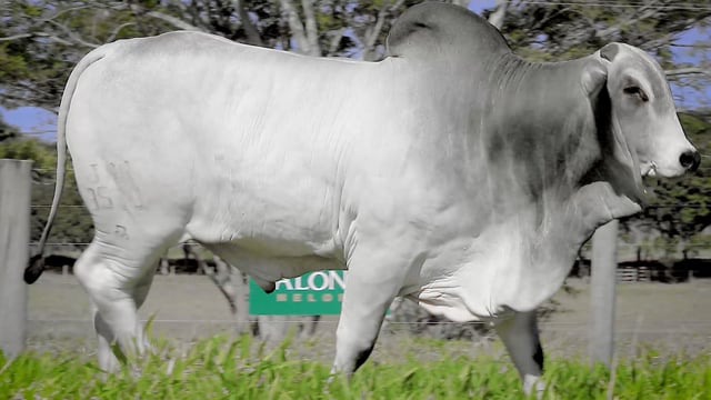 Lote 26