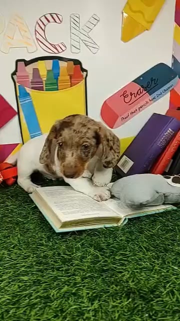 Male Dachshund puppy named Dougie for sale at Puppy Dreams - Mansfield. video thumbnail
