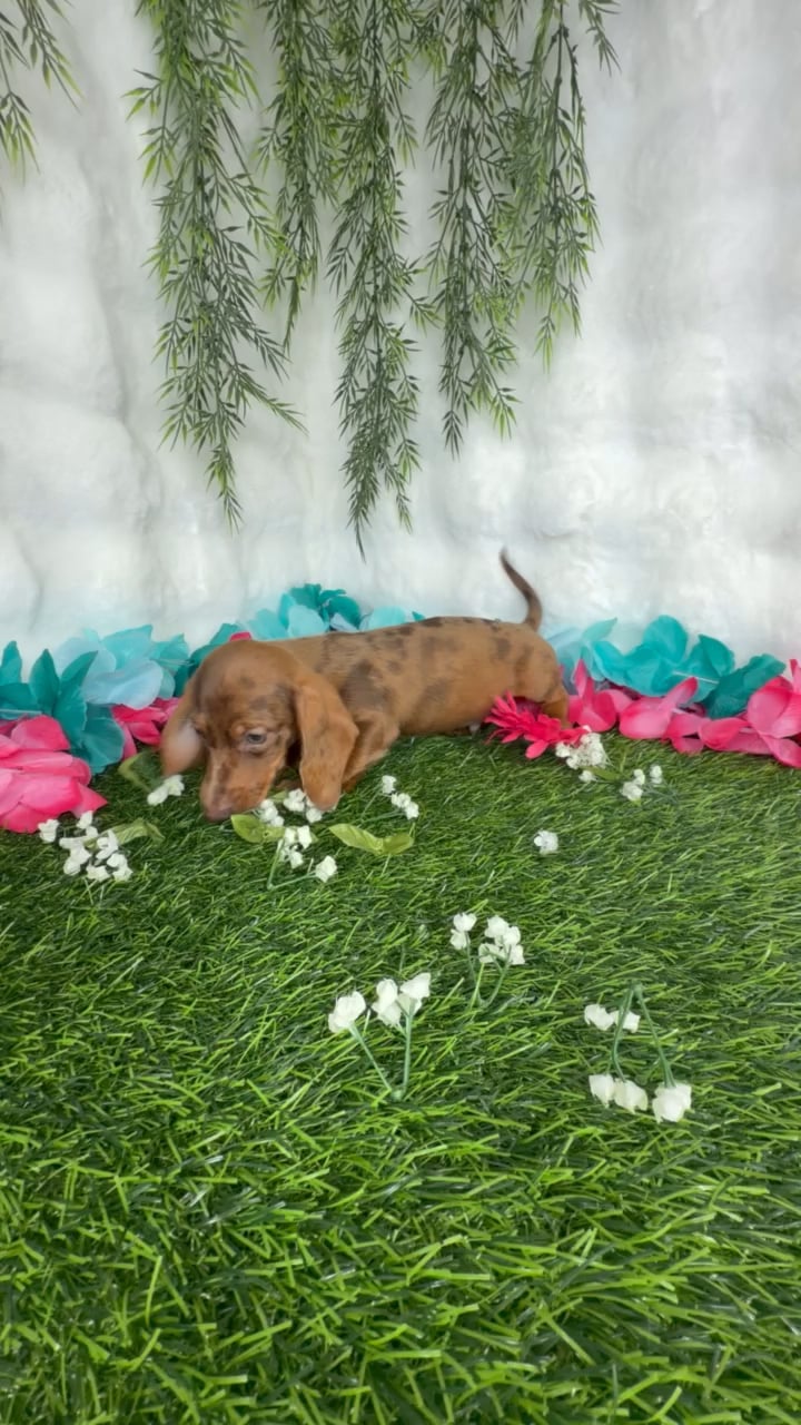 Male Dachshund puppy named Corndog for sale at Puppy Dreams - Denton. video thumbnail