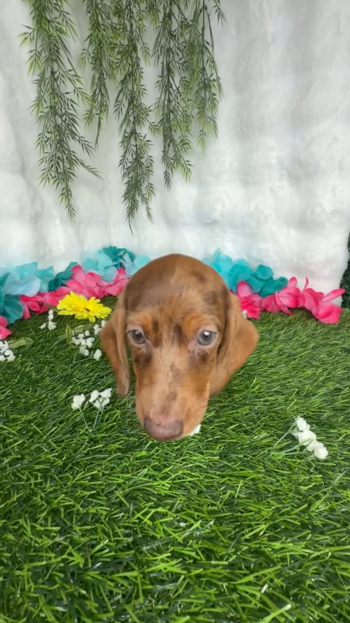 Male Dachshund puppy named Corndog for sale at Puppy Dreams - Denton. video thumbnail