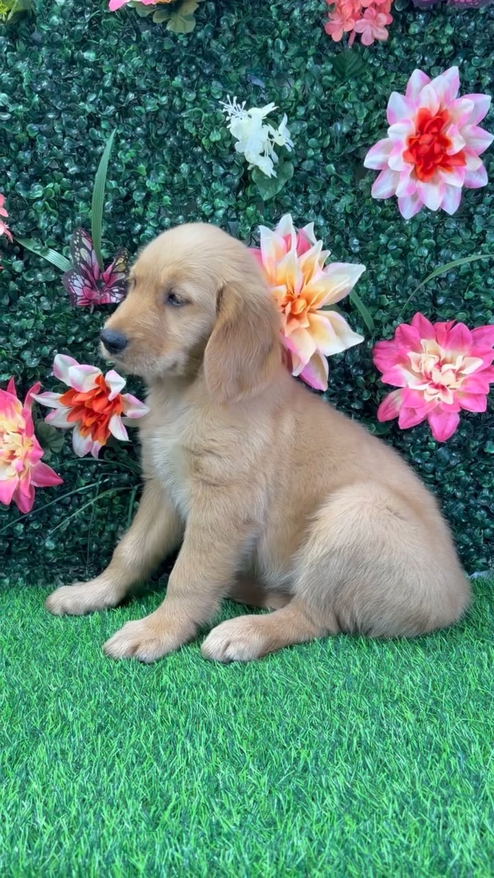 Female Golden Retriever puppy named Gracie for sale at Puppy Dreams - Wichita West. video thumbnail