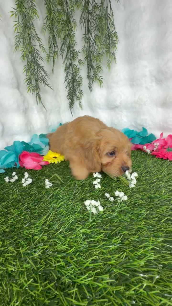 Male Cavapoo puppy named Lasso for sale at Puppy Dreams - Denton. video thumbnail