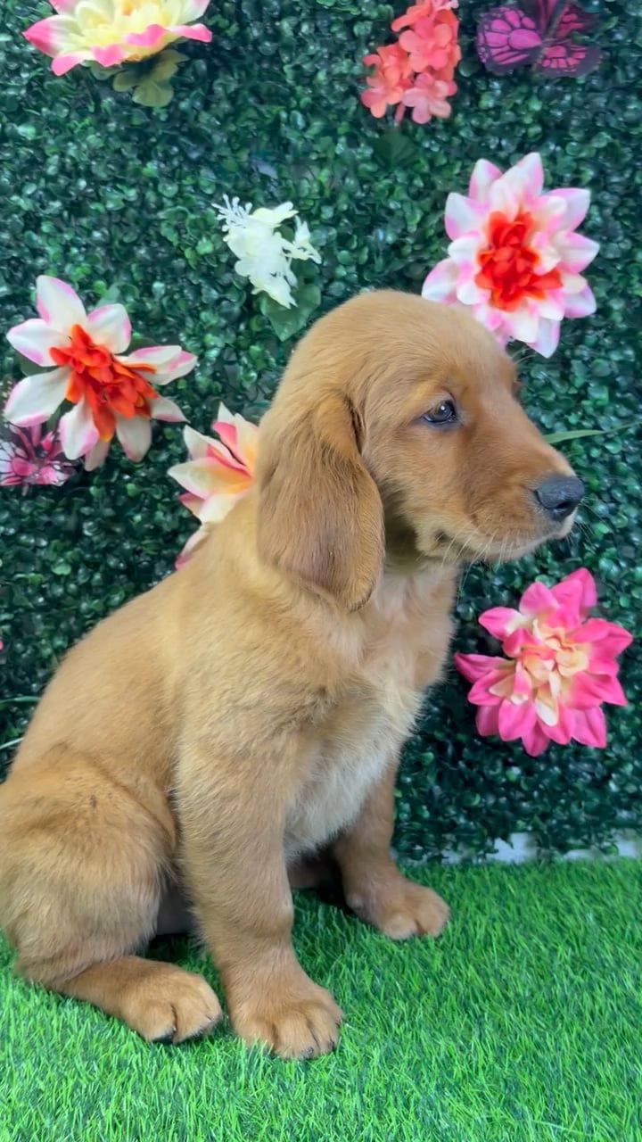 Male Golden Retriever puppy named Buster for sale at Puppy Dreams - Wichita West. video thumbnail
