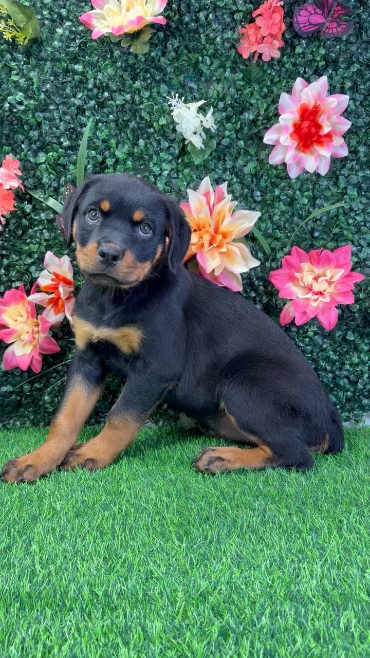 Female Rottweiler puppy named Gizelle for sale at Puppy Dreams - Wichita West. video thumbnail