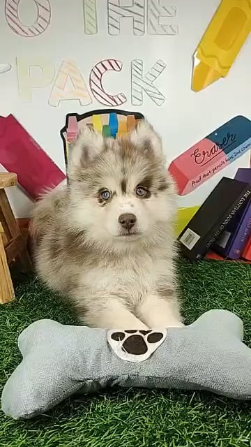 Female Pomsky puppy named Disco for sale at Puppy Dreams - Mansfield. video thumbnail