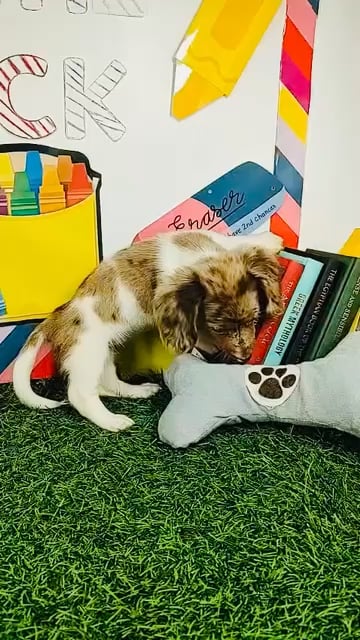 Female Dachshund puppy named *Running Man* for sale at Puppy Dreams - Mansfield. video thumbnail