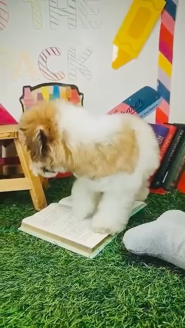 Female Yochon puppy named Stanky Leg for sale at Puppy Dreams - Mansfield. video thumbnail