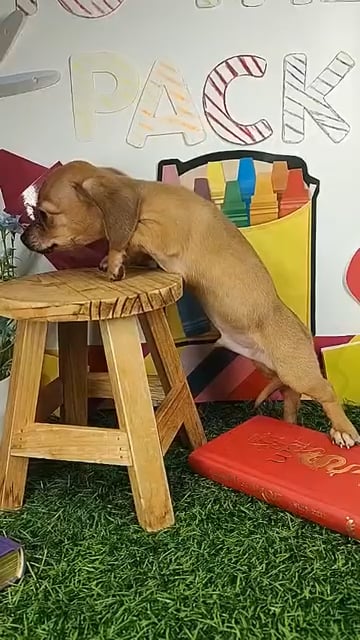 Male Chiweenie puppy named *Moonwalk* for sale at Puppy Dreams - Mansfield. video thumbnail