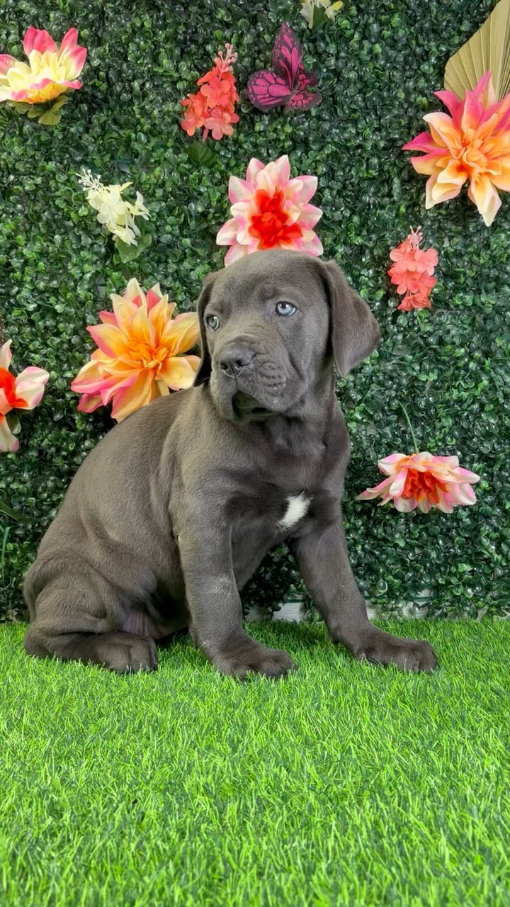 Female Cane Corso puppy named Pearl for sale at Puppy Dreams - Wichita West. video thumbnail