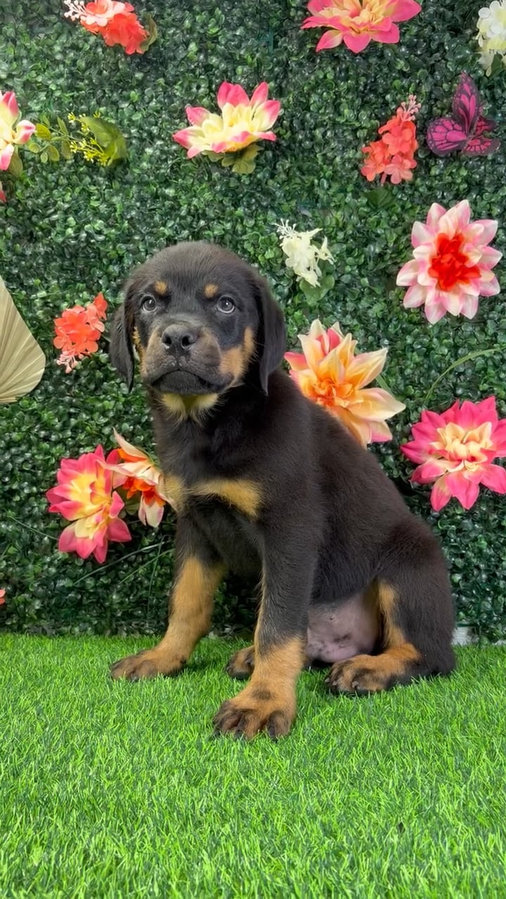 Male Rottweiler puppy named Felix for sale at Puppy Dreams - Wichita West. video thumbnail